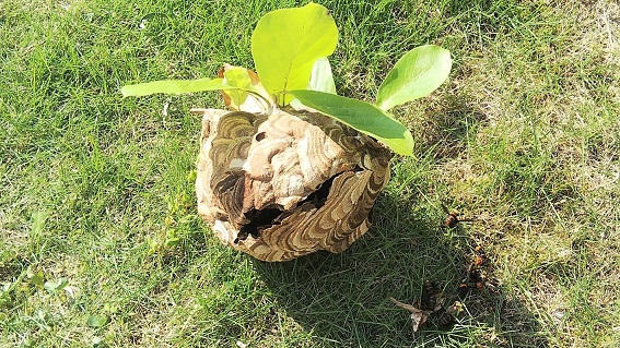 滋賀県大津市で庭木に営巣したコガタスズメバチの蜂の巣駆除