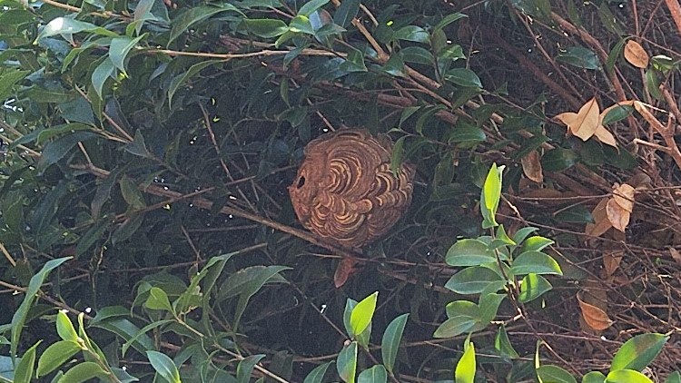 滋賀県大津市で庭木に営巣したコガタスズメバチの蜂の巣駆除