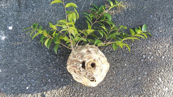 滋賀県大津市で社宅敷地内の植栽に営巣したコガタスズメバチの蜂の巣駆除