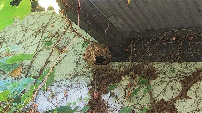 滋賀県大津市で解体家屋各所に営巣した蜂の巣駆除