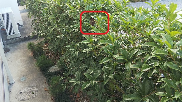 滋賀県守山市生垣に営巣したコガタスズメバチの蜂の巣駆除
