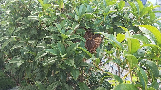 滋賀県守山市生垣に営巣したコガタスズメバチの蜂の巣駆除