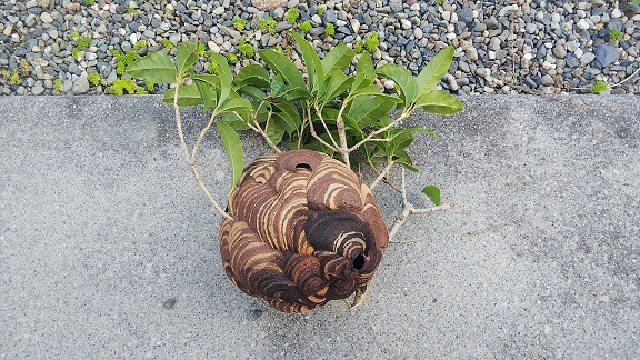 滋賀県守山市生垣に営巣したコガタスズメバチの蜂の巣駆除