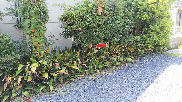 滋賀県守山市で庭木に営巣したコガタスズメバチの蜂の巣駆除