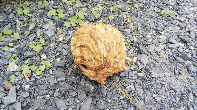 滋賀県守山市で庭木に営巣したコガタスズメバチの蜂の巣駆除