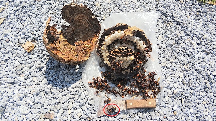 滋賀県守山市で庭木に営巣したコガタスズメバチの蜂の巣駆除