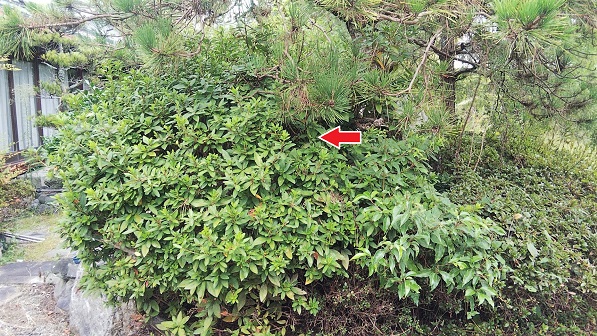 滋賀県守山市で庭木に営巣したコガタスズメバチの蜂の巣駆除