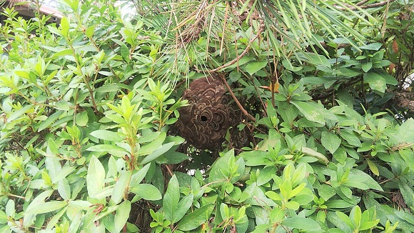 滋賀県守山市で庭木に営巣したコガタスズメバチの蜂の巣駆除
