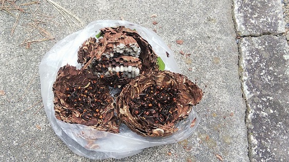 滋賀県守山市で庭木に営巣したコガタスズメバチの蜂の巣駆除