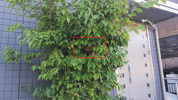 滋賀県守山市で庭木に営巣したコガタスズメバチの蜂の巣駆除