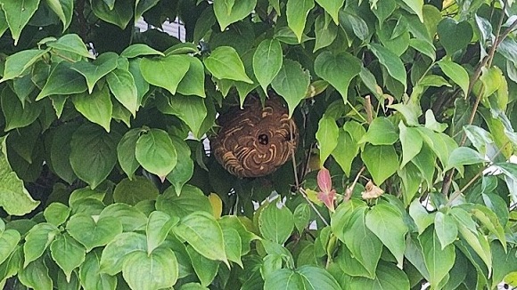 滋賀県守山市で庭木に営巣したコガタスズメバチの蜂の巣駆除
