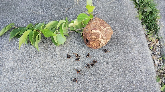 滋賀県守山市で庭木に営巣したコガタスズメバチの蜂の巣駆除