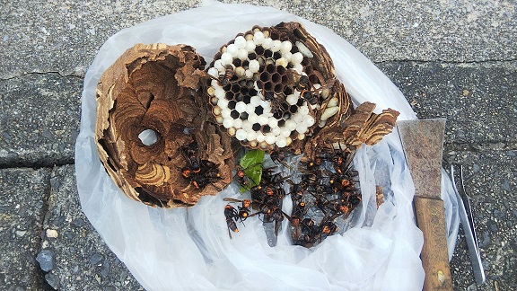 滋賀県守山市で庭木に営巣したコガタスズメバチの蜂の巣駆除