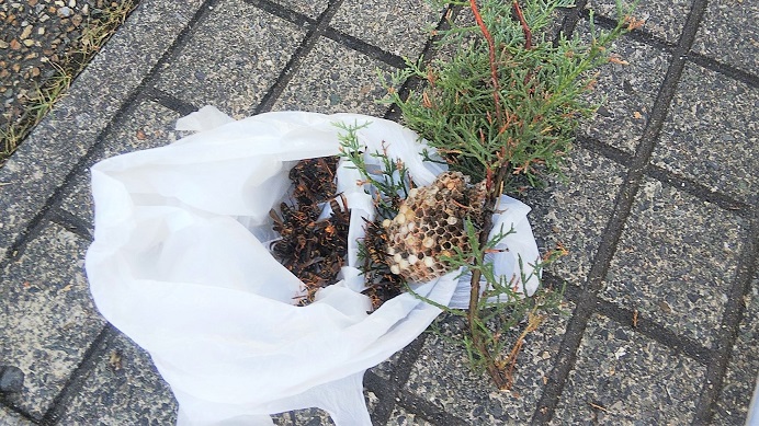 滋賀県守山市で庭木に営巣したアシナガバチの蜂の巣駆除