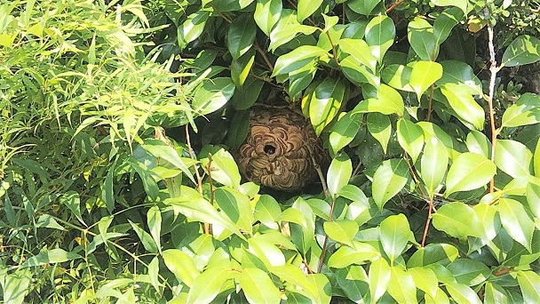 滋賀県守山市で庭木に営巣したコガタスズメバチの蜂の巣駆除