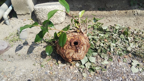 滋賀県守山市で庭木に営巣したコガタスズメバチの蜂の巣駆除