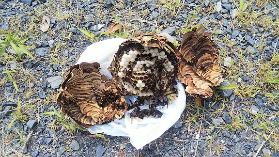 滋賀県守山市で庭木に営巣したコガタスズメバチの蜂の巣駆除