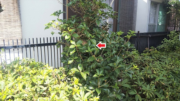 滋賀県守山市で庭木に営巣したコガタスズメバチの蜂の巣駆除