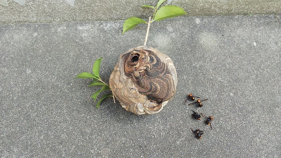 滋賀県守山市で庭木に営巣したコガタスズメバチの蜂の巣駆除