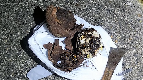 滋賀県守山市で寺社の１階軒下に営巣したコガタスズメバチの蜂の巣駆除