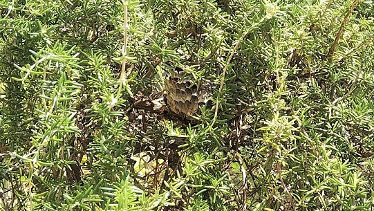 大阪府寝屋川市で庭木に営巣したアシナガバチの蜂の巣駆除