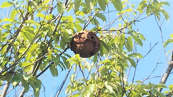 滋賀県彦根市で庭木に営巣したコガタスズメバチの蜂の巣駆除