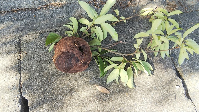 滋賀県彦根市で庭木に営巣したコガタスズメバチの蜂の巣駆除