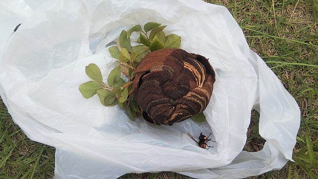 福井県敦賀市で庭木に営巣したコガタスズメバチの蜂の巣駆除