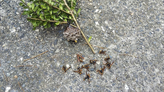 滋賀県栗東市で庭木に営巣したアシナガバチの蜂の巣駆除