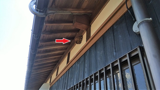 滋賀県甲賀市水口町で１階軒下に営巣したコガタスズメバチの蜂の巣駆除