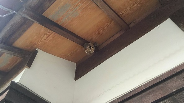 滋賀県湖南市で１階軒下に営巣したコガタスズメバチの蜂の巣駆除