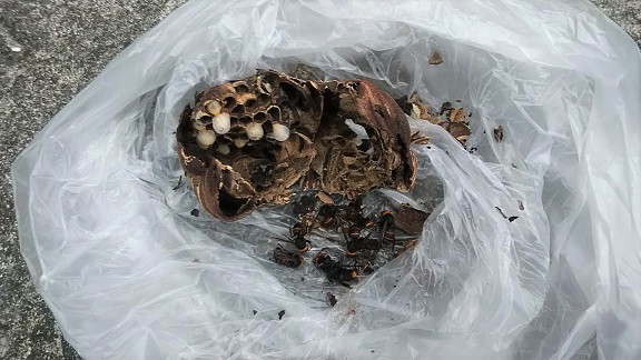 滋賀県湖南市で１階軒下に営巣したコガタスズメバチの蜂の巣駆除