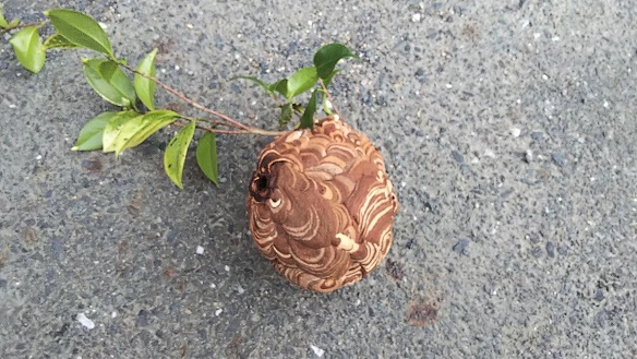 滋賀県甲賀市甲賀町で庭木に営巣したコガタスズメバチの蜂の巣駆除