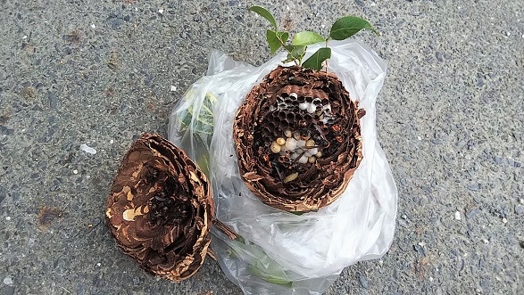 滋賀県甲賀市甲賀町で庭木に営巣したコガタスズメバチの蜂の巣駆除