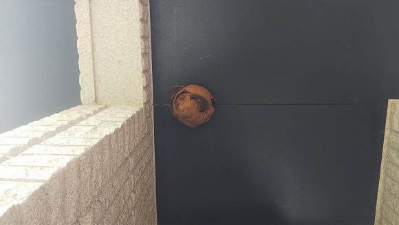 滋賀県甲賀市甲賀町で玄関ポーチの吹抜天井に営巣したキイロスズメバチの蜂の巣駆除