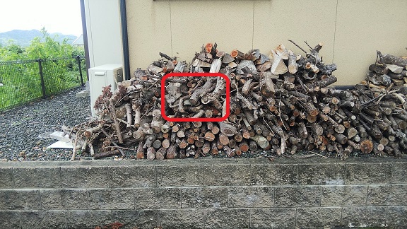 滋賀県米原市で薪の裏（基礎通気口）に営巣したモンスズメバチの蜂の巣駆除
