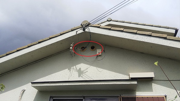 滋賀県野洲市で１階天井裏に営巣したモンスズメバチの蜂の巣駆除