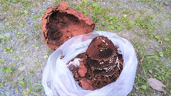 滋賀県高島市で渓流釣り施設建屋２階庇に営巣したキイロスズメバチの蜂の巣駆除