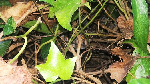 京都府京都市伏見区で植え込みに営巣したアシナガバチの蜂の巣駆除