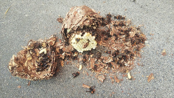 滋賀県甲賀市土山町で軒下樋の裏に営巣したコガタスズメバチの蜂の巣駆除