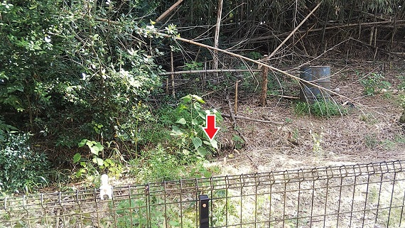 京都府城陽市で住宅裏の竹林の地中に営巣したオオスズメバチの蜂の巣駆除