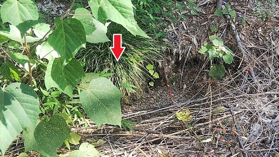 京都府城陽市で住宅裏の竹林の地中に営巣したオオスズメバチの蜂の巣駆除