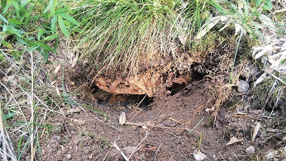 京都府城陽市で住宅裏の竹林の地中に営巣したオオスズメバチの蜂の巣駆除