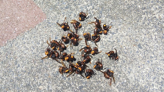 滋賀県大津市で1階の天井裏に営巣したオオスズメバチの蜂の巣駆除