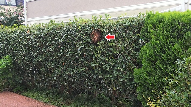 滋賀県大津市で庭木に営巣したコガタスズメバチとアシナガバチの蜂の巣駆除