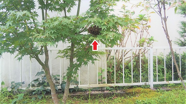 滋賀県大津市で庭木に営巣したコガタスズメバチとアシナガバチの蜂の巣駆除