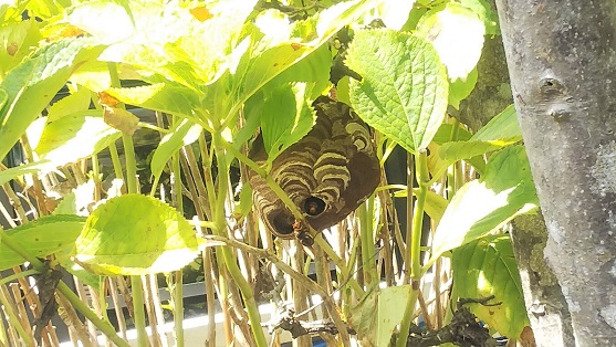 滋賀県大津市で庭木に営巣したコガタスズメバチの蜂の巣駆除