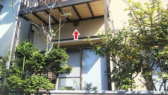 滋賀県大津市でベランダ下外壁に営巣したコガタスズメバチの蜂の巣駆除