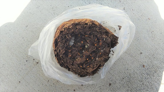 滋賀県大津市でベランダ下外壁に営巣したコガタスズメバチの蜂の巣駆除