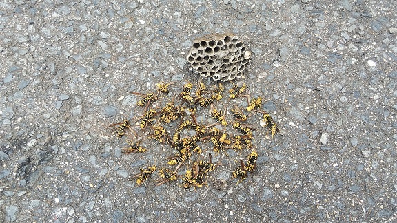 滋賀県大津市で2階の軒先に営巣したアシナガバチの蜂の巣駆除